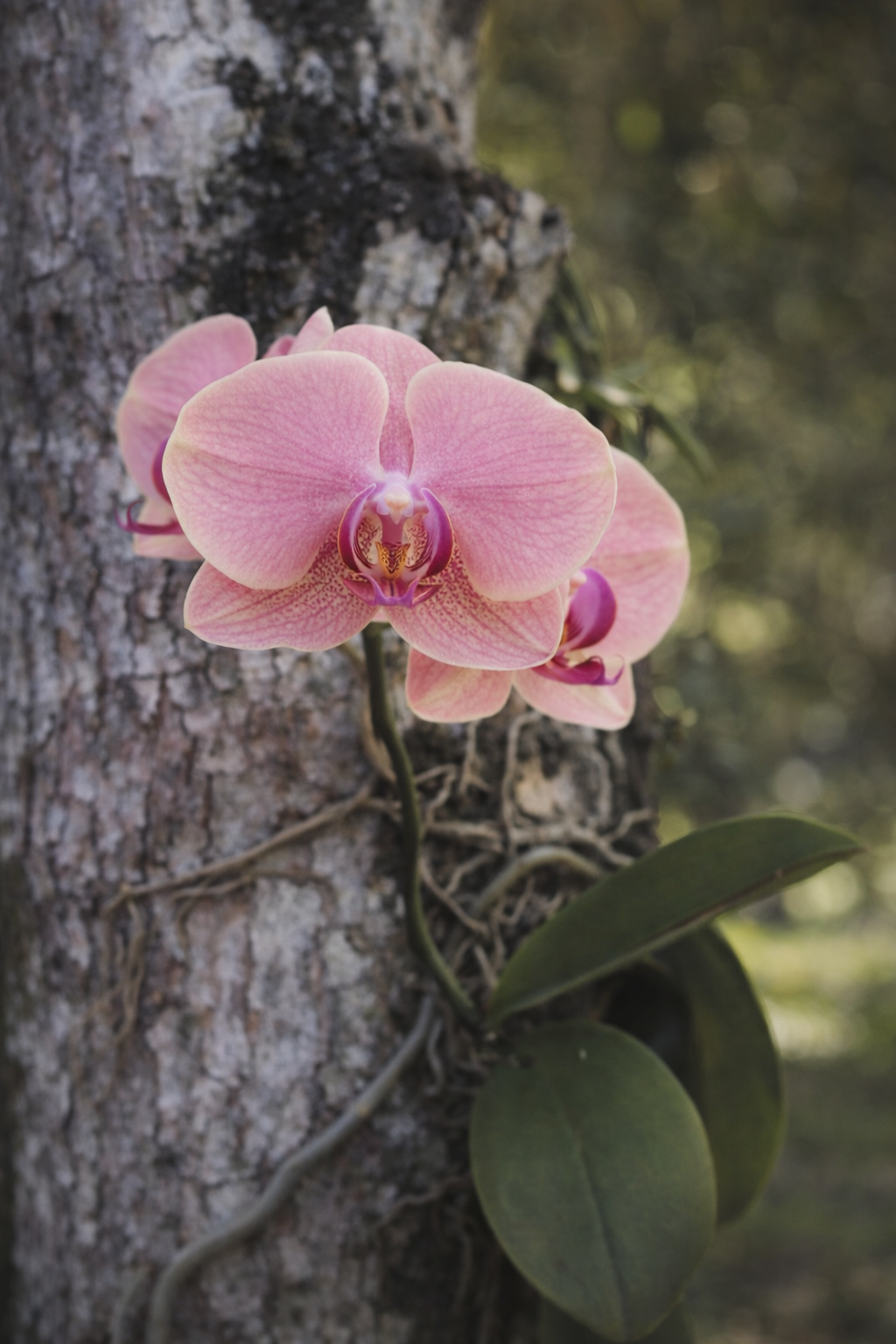 Orquídea rosa